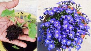 how to grow cineraria winter flower plant from seeds  winter flowers @gardening4u11