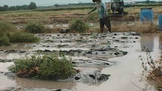 Mencabut Batang Cabe Untuk Di Tanami Padi