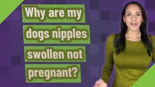 Why are my dogs nipples swollen not pregnant?