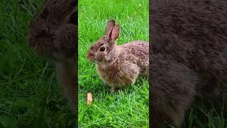  Lapin the Rabbit Eating  #shorts #rabbit #bunny