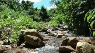 Damselflies and Dragonflies of NorthThailand HD