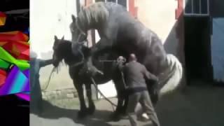 TOP  CABALLO HORSE MATING HARD  funny animals videos TRY NOT TO LAUGH 2017