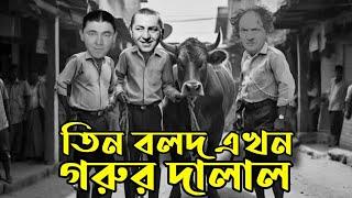 Three Stooges Cow Brokers  Bangla Funny Dubbing  Qurban Eid  Bangla Funny Video  Khamoka tv