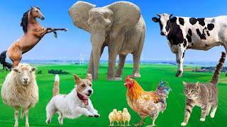 Beautiful Animal Moments - Dog Cat Chicken Elephant Cow Sheep - Animal Sounds