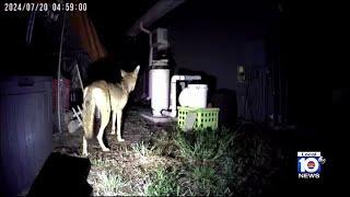 Residents growing concerned as coyotes sightings continue in Broward County