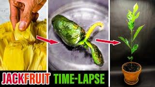 Growing Jackfruit Tree From Seed to Plant 80 Days Time Lapse