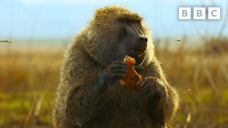 Baboon braves beehive in search for honey  Serengeti - BBC