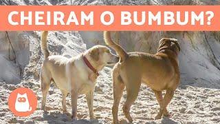 Por que os cachorros cheiram o rabos dos outros?