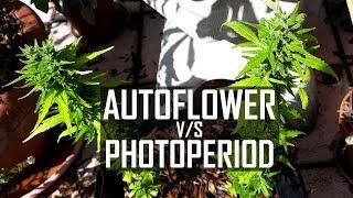 Seeds Soil & Sun How to Grow Cannabis #4 Autoflower vs. Photo-period Strains  Repotting Plants