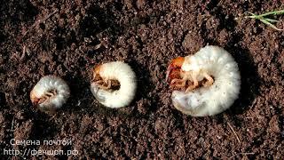 Белые личинки в компосте   это не майский жук