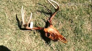 How To Clean A Deer Skull. Bury It European Mount