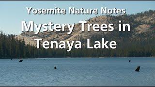 Mystery Trees in Tenaya Lake - Yosemite Nature Notes Episode 36