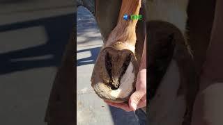 #farrier #satisfying #satisfyingvideo #oddlysatisfying #asmr