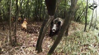 TOP-5 страшных атак кабана на охотника  attack of wild boar 2017