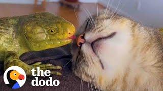 This Cat Is Obsessed With Her Lizard Brother  The Dodo Odd Couples