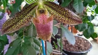 Paphiopedilum wardii башмачок с характером