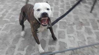 #Pitbull Attack.          aggresive pitbull terrier Tiger