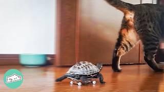 Tiny Turtle Follows Cat On a Skateboard  Cuddle Buddies