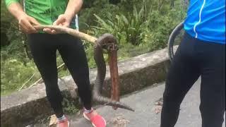 Lombriz de tierra Gigante Motola en ruta ciclistas