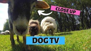 DOG ENTERTAINMENT VIDEO  Close Up Curious Sheeps & Lambs