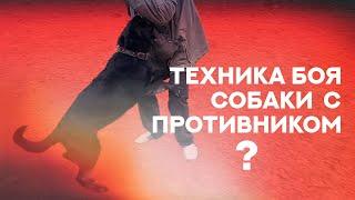 Техника боя собаки с противником - размышления. Dog-Man fighting technique.