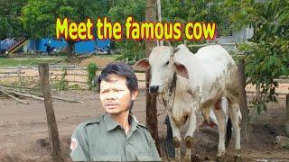 Sok Visarl Meets Famous Cows Big Cows Farmers Cows in Svay Chrum Village