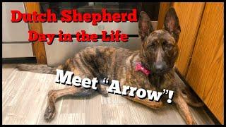 Dutch Shepherd - Day in the Life - Meet Arrow - Apartment Living