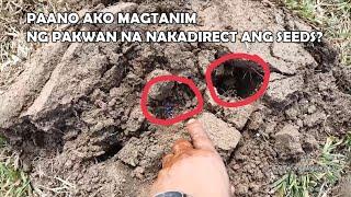 Bakit Dalawang Butas pag nagdirect Seeding ako ng Pakwan Melon Ampalaya atbp.