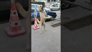 Sokak köpeği Aslan Çıktı 