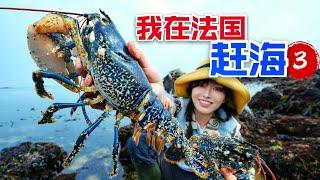 In France to catch the sea brave lobster island 3 pounds of blue lobster at will to pick