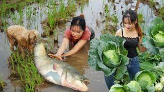 Suddenly Discovered Large Catfish - Harvesting Cabbage And Kohlrabi To Sell At The Market