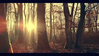 Gymnopedie No. 1 Erik Satie - music video The Forest