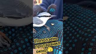 Поползень протаранил окно #поползень #птичка #angrybirds #bird #yakutia