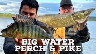 Big Water Perch & Pike  Dropshotting for Big Perch  Lure fishing for Pike