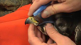 Falconry Coping a Peregrine falcon            #falconry  #wildlife