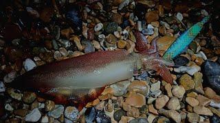 JIGGING MALAM HARI UNTUK SQUID - SQUID FISHING UK - SEA FISHING UK - CARA MENANGKAP SQUID