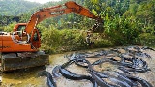 Using Large Excavator Catch Many Fish Exciting Fishing With Excavator Find Catch Fish