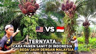 Panen Sawit Di Indonesia Ternyata Seperti ini Beda Jauh Dengan Cara Panen Kelapa Sawit Di Malaysia