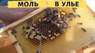 How to deal with wax moth?  Secrets of beekeeping