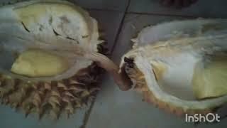 belah durian montong super nikmat