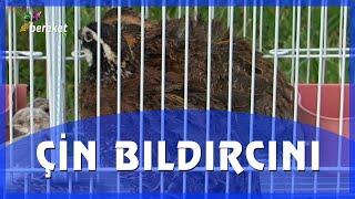 Çin Bıldırcının Özellikleri