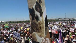 Türkei Tausende protestieren gegen Tötung von Hunden