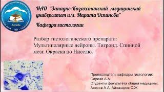 Разбор гистологического препарата Мультиполярные нейроны. Тигроид. Спинной мозг. Окраска по Нисслю.