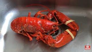 How to cook a lobster perfectly. Step by step guide to boil great seafood. King of shellfish