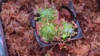 Unboxing Drosera Paleacea ‘Giant’ pygmy sundew planted a gemmae update