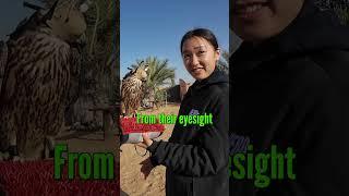 Meeting a Japanese falcon in Dubai 