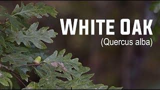 White Oak Quercus alba  Nativ Nurseries