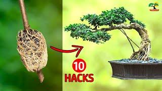 TOP 10 BONSAI HACKS & TRICKS FOR MAKING BONSAI TREE AT HOME