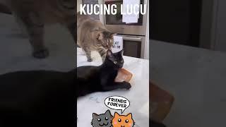 Kucing Lucu Bikin Ngakak 84