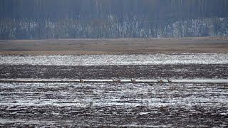 Поля и их обработка на ЭкоФерме Горчичная Поляна. Бродовский Александр Юрьевич